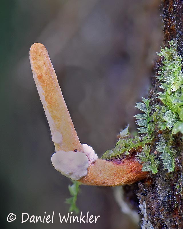 Northern Hemisphere Cordyceps | Mushroaming - Daniel Winkler's